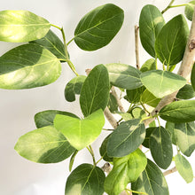 画像をギャラリービューアに読み込む, 【一点物】フィカス・ベンガレンシス 10号 沖縄の観葉植物 No.202