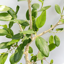 画像をギャラリービューアに読み込む, 【一点物】フィカス・ベンガレンシス 10号 沖縄の観葉植物 No.202