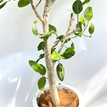 画像をギャラリービューアに読み込む, 【一点物】フィカス・ベンガレンシス 10号 沖縄の観葉植物 No.202