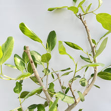 画像をギャラリービューアに読み込む, 【一点物】フィカス・ベンガレンシス 10号 沖縄の観葉植物 No.204