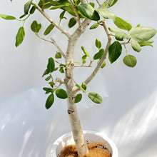 画像をギャラリービューアに読み込む, 【一点物】フィカス・ベンガレンシス 10号 沖縄の観葉植物 No.204