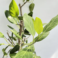 画像をギャラリービューアに読み込む, 【一点物】フィカス・ベンガレンシス 10号 沖縄の観葉植物 No.204