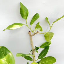 画像をギャラリービューアに読み込む, 【一点物】フィカス・ベンガレンシス 10号 沖縄の観葉植物 No.204