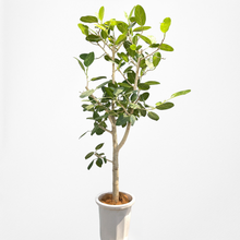 画像をギャラリービューアに読み込む, 【一点物】フィカス・ベンガレンシス 10号 沖縄の観葉植物 No.210