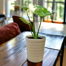 画像をギャラリービューアに読み込む, 斑入りモンステラ 4号 1鉢