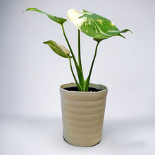 画像をギャラリービューアに読み込む, 斑入りモンステラ 4号 1鉢