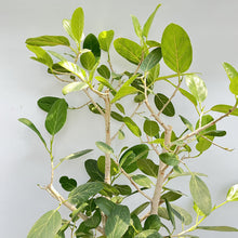 画像をギャラリービューアに読み込む, 【一点物】フィカス・ベンガレンシス 10号 沖縄の観葉植物 No.210