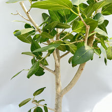 画像をギャラリービューアに読み込む, 【一点物】フィカス・ベンガレンシス 10号 沖縄の観葉植物 No.210