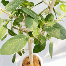 画像をギャラリービューアに読み込む, 【一点物】フィカス・ベンガレンシス 10号 沖縄の観葉植物 No.210
