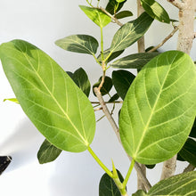 画像をギャラリービューアに読み込む, 【一点物】フィカス・ベンガレンシス 10号 沖縄の観葉植物 No.210