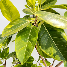 画像をギャラリービューアに読み込む, 【一点物】フィカス・アルテシーマ 8号 高さ約160cm 沖縄の観葉植物葉 No.30