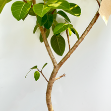 画像をギャラリービューアに読み込む, 【一点物】フィカス・アルテシーマ 8号 高さ約160cm 沖縄の観葉植物葉 No.30
