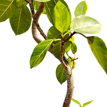 画像をギャラリービューアに読み込む, 【一点物】フィカス・アルテシーマ 10号 高さ160〜180cm 沖縄の観葉植物 No.168