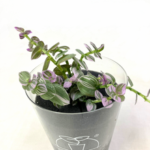 画像をギャラリービューアに読み込む, 【土を使わない観葉植物】つる性テーブルプランツ(Table Plants)トラディスカンチア