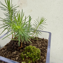 画像をギャラリービューアに読み込む, テーブルプランツ(Table Plants) ボタニカルソイル【CUBE】松|ボタニカルソイルで土いらず、食卓&デスクを和の癒し空間に