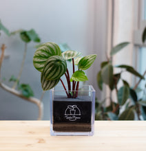 画像をギャラリービューアに読み込む, 【土を使わない観葉植物】テーブルプランツ キューブ (Table Plants CUBE) ペペロミア・サンデルシー(スイカぺぺ)