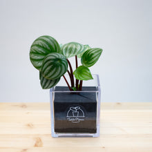 画像をギャラリービューアに読み込む, 【土を使わない観葉植物】テーブルプランツ キューブ (Table Plants CUBE) ペペロミア・サンデルシー(スイカぺぺ)