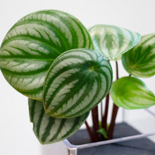 画像をギャラリービューアに読み込む, 【土を使わない観葉植物】テーブルプランツ キューブ (Table Plants CUBE) ペペロミア・サンデルシー(スイカぺぺ)