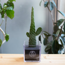 画像をギャラリービューアに読み込む, 【土を使わないサボテン】テーブルプランツキューブ(Table PlantsCUBE) スミエボシ