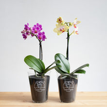 画像をギャラリービューアに読み込む, 【土を使わない花】テーブルプランツ(Table Plants) ミディ胡蝶蘭 ※期間限定