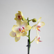 画像をギャラリービューアに読み込む, 【土を使わない花】テーブルプランツ(Table Plants) ミディ胡蝶蘭 ※期間限定