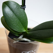 画像をギャラリービューアに読み込む, 【土を使わない花】テーブルプランツ(Table Plants) ミディ胡蝶蘭 ※期間限定