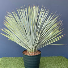 画像をギャラリービューアに読み込む, ユッカ・ロストラータ 8号 【国内栽培】