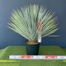 画像をギャラリービューアに読み込む, ユッカ・ロストラータ 8号 【国内栽培】