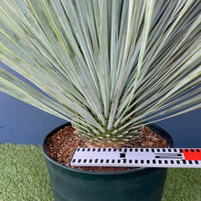 画像をギャラリービューアに読み込む, ユッカ・ロストラータ 8号 【国内栽培】