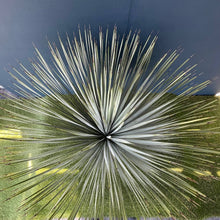 画像をギャラリービューアに読み込む, ユッカ・ロストラータ 8号 【国内栽培】