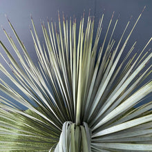 画像をギャラリービューアに読み込む, ユッカ・ロストラータ 8号 【国内栽培】