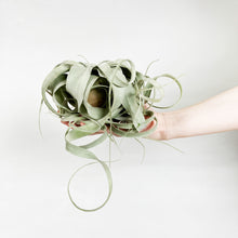 画像をギャラリービューアに読み込む, 【限定21個】チランシア・キセログラフィカ 約直径15cm ※予約商品:12/29まで 出荷予定:1/10