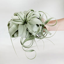 画像をギャラリービューアに読み込む, 【限定21個】チランシア・キセログラフィカ 約直径15cm ※予約商品:12/29まで 出荷予定:1/10