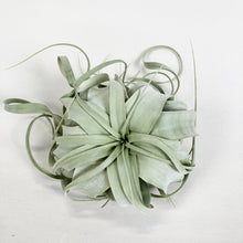 画像をギャラリービューアに読み込む, 【限定21個】チランシア・キセログラフィカ 約直径15cm ※予約商品:12/29まで 出荷予定:1/10