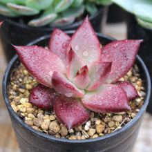 画像をギャラリービューアに読み込む, 【GreenSnap BOX】高知多肉の多肉植物 定期便 (2ヶ月に1回 1個or2個)