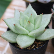 画像をギャラリービューアに読み込む, 【GreenSnap BOX】高知多肉の多肉植物 定期便 (2ヶ月に1回 1個or2個)