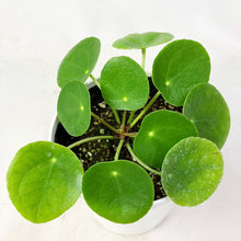 画像をギャラリービューアに読み込む, 【限定42個】ピレア・ペペロミオイデス 4号 ※予約商品:2/9まで 出荷予定:2/11