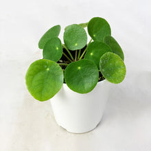 画像をギャラリービューアに読み込む, 【限定42個】ピレア・ペペロミオイデス 4号 ※予約商品:2/9まで 出荷予定:2/11
