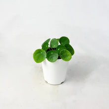 画像をギャラリービューアに読み込む, 【限定42個】ピレア・ペペロミオイデス 4号 ※予約商品:2/9まで 出荷予定:2/11