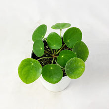 画像をギャラリービューアに読み込む, 【限定42個】ピレア・ペペロミオイデス 4号 ※予約商品:2/9まで 出荷予定:2/11