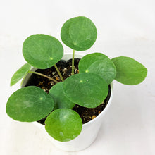画像をギャラリービューアに読み込む, 【限定42個】ピレア・ペペロミオイデス 4号 ※予約商品:2/9まで 出荷予定:2/11