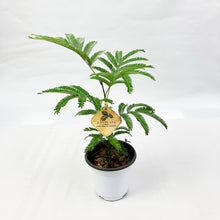 画像をギャラリービューアに読み込む, 【限定80個】エバーフレッシュ (アカサヤネムノキ) 4.5号 ※販売期間5/31まで