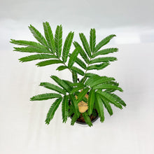 画像をギャラリービューアに読み込む, 【限定80個】エバーフレッシュ (アカサヤネムノキ) 4.5号 ※販売期間5/31まで