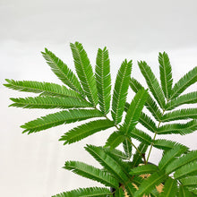 画像をギャラリービューアに読み込む, 【限定80個】エバーフレッシュ (アカサヤネムノキ) 4.5号 ※販売期間5/31まで