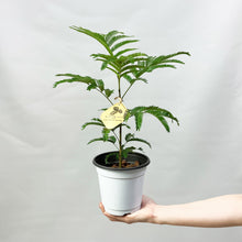 画像をギャラリービューアに読み込む, 【限定80個】エバーフレッシュ (アカサヤネムノキ) 4.5号 ※販売期間5/31まで