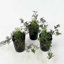 画像をギャラリービューアに読み込む, クレマチス・ペトリエイ 3号 3ポットセット