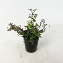 画像をギャラリービューアに読み込む, クレマチス・ペトリエイ 3号 3ポットセット