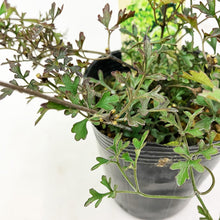 画像をギャラリービューアに読み込む, クレマチス・ペトリエイ 3号 3ポットセット