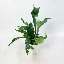 画像をギャラリービューアに読み込む, ビカクシダ・ネザーランド(コウモリラン) 6号