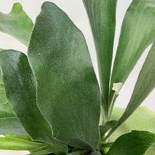 画像をギャラリービューアに読み込む, ビカクシダ・ネザーランド(コウモリラン) 6号